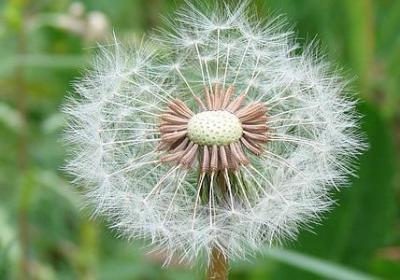 描写油菜花的四字词语(汇总80句)