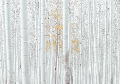 描写秋天的景色的词语(合集41句)