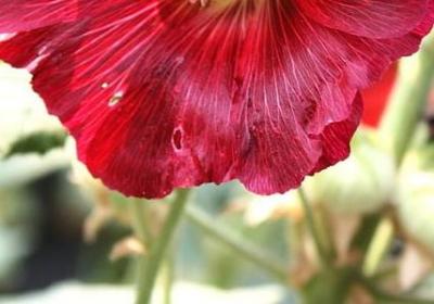 描写草的词语(必备31句)