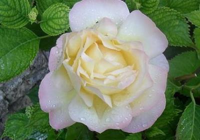 描写穷的词语(通用50句) 描写穷的词语(通用50句)