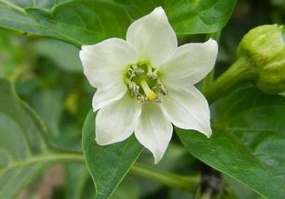 晃的四字词语(汇总10句) 晃的四字词语(汇总10句)