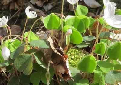 有关雪的词语(实用30句)