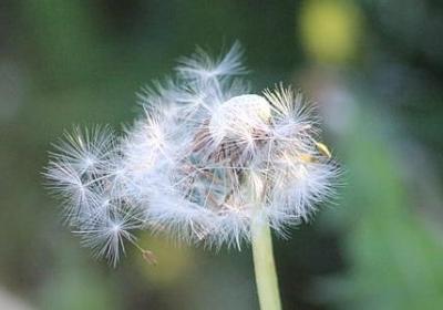 有关春天的词语有哪些(通用41句)