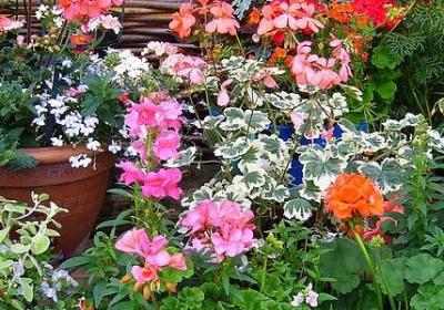 有看的四字词语(实用50句)