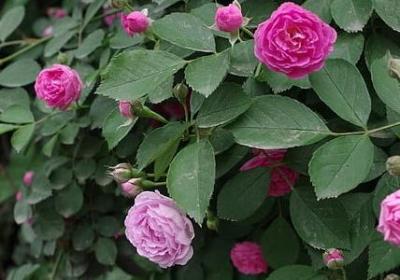 毫组词有哪些词语(71句)