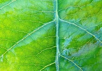 树林茂盛的词语(精选40句)