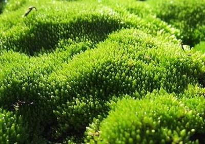 有关冬天的词语有哪些(共18句)