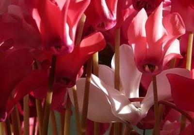 杈组词语有哪些(精选71句)