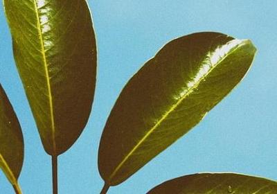 景组词有哪些词语(通用61句)