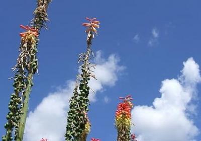 枪声用什么声音词语(推荐49句)