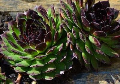 有关未来的词语(优选50句)