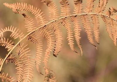 游来游去照样子写词语(40句)