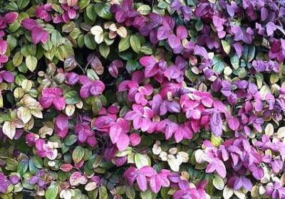 汉语词语箴言(80句)