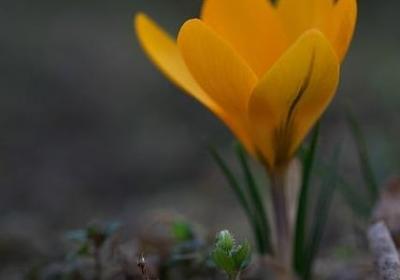 淳组词语有哪些(合集12句)