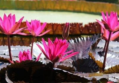 漪能组什么词语(优选10句)