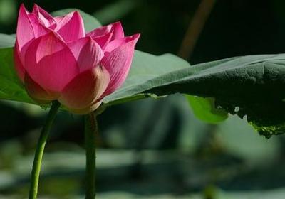 火红照样子写词语(推荐60句)