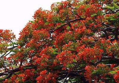 狗的叫声词语(推荐80句)