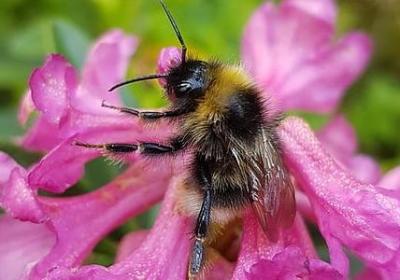 洛怎么组词语(必备30句)