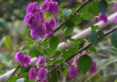 瑾组词有哪些词语(12句)