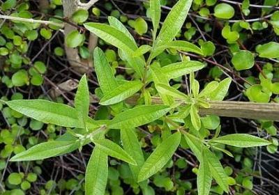 畅组词语有哪些(推荐51句) 畅组词语有哪些(推荐51句)