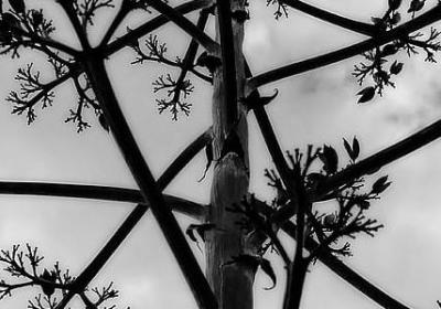 胞能组什么词语(实用10句)