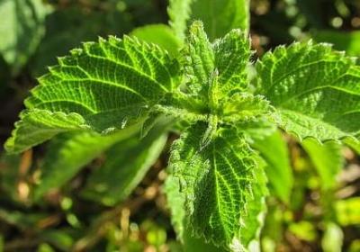 粗略的看一下的词语是(推荐70句)