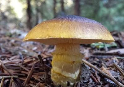 统能组什么词语(推荐30句)