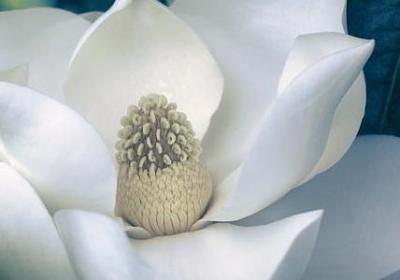 聚精会神相近的词语(必备40句)