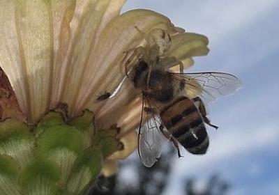 表示植物名称的词语(实用51句)