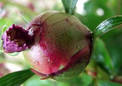 薄薄的什么填空词语(热门23句) 薄薄的什么填空词语(热门23句)