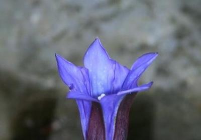 表示白颜色的词语(共61句)