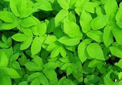 荣格词语联想测验(20句)