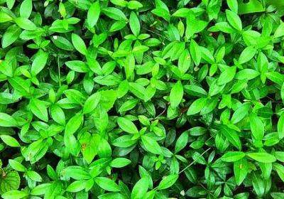 蓬能组什么词语(汇总50句)