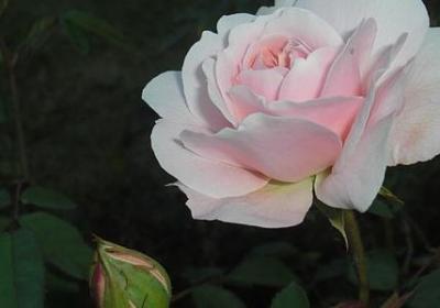 表示心情变化的词语(精选50句)