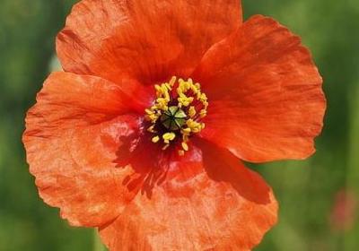 赞美冠军的词语(实用41句)