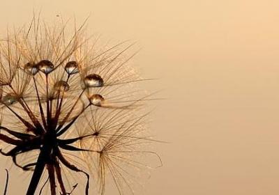 贡组词有哪些词语(优选52句)