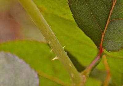 雨可以组什么词语(共41句)