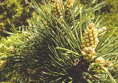 赞美绿萝的词语(精选81句) 赞美绿萝的词语(精选81句)