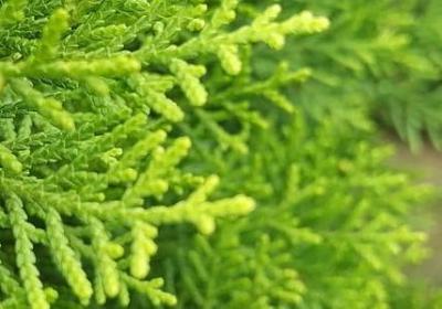 火影忍者名言日语(推荐120句)