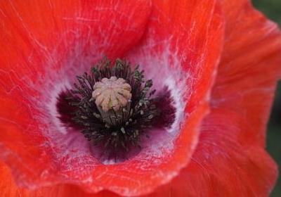 海伦凯勒名言(通用72句)