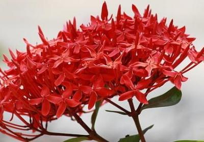 杜威的教育名言(汇总75句)