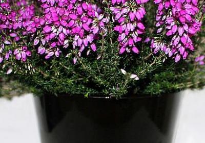 爱国情感的名言(40句)