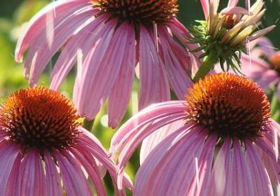 爱读书的名言警句(合集118句)