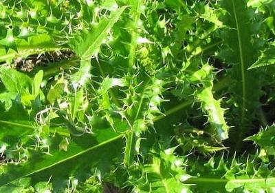 百折不挠的名言(必备80句)