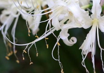 王阳明的名言(合集20句)