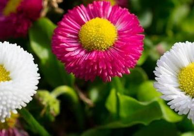 知恩图报的名言(热门80句)