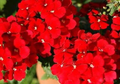 爱迪生名言英语(合集41句)