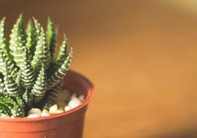 揽组词有哪些词语(必备13句) 揽组词有哪些词语(必备13句)