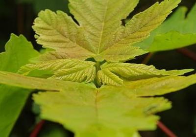 文组词有哪些词语(推荐21句) 文组词有哪些词语(推荐21句)