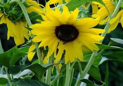 有关联的词语(实用61句)